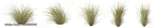 Set of Lasiurus Scindicus or Sewan grass. with isolated on transparent background. PNG file, 3D rendering illustration, Clip art and cut out