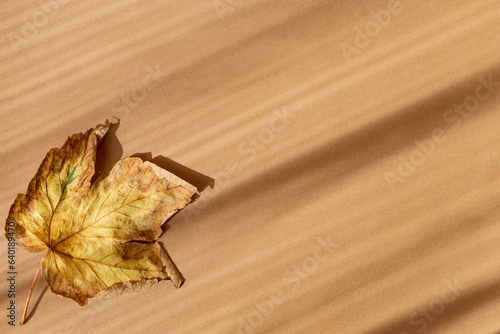 Minimal style composition made of dried maple leaf on beige pastel sunlit background with shadow. Autumn, fall, thanksgiving day concept. Flat lay, top view. Copy space