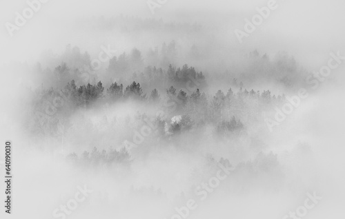 A thick fog covered the woodland, a top view, black and white, vignette