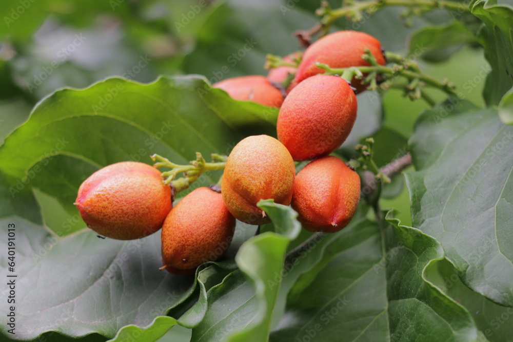 Obraz premium Fruit