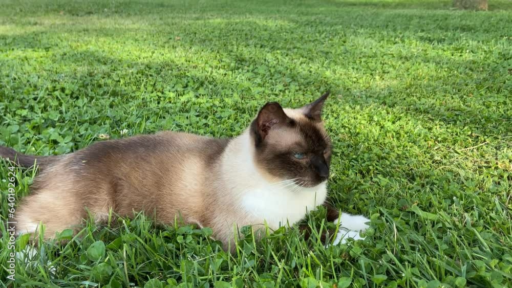 siamese cat with blue eyes resting on a meadow siamese cat with blue eyes resting on a meadow