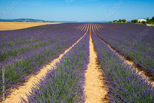  Avignon, France,Paris France -JUNE 24 ,2023: Many tourists viewing lavender in Avignon, France