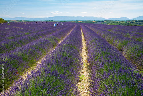  Avignon, France,Paris France -JUNE 24 ,2023: Many tourists viewing lavender in Avignon, France