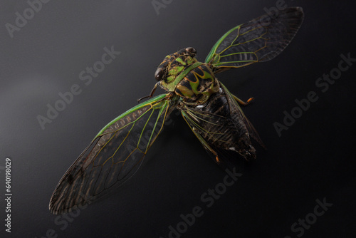 North America Lyric Cicada photo