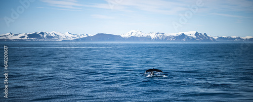 Bild auf Leinwand Humpback whale tail in the blue water of the Arctic Ocean and snowy range of mountains in the back in the summer in Svalbard