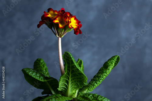 red rose on a blue background
