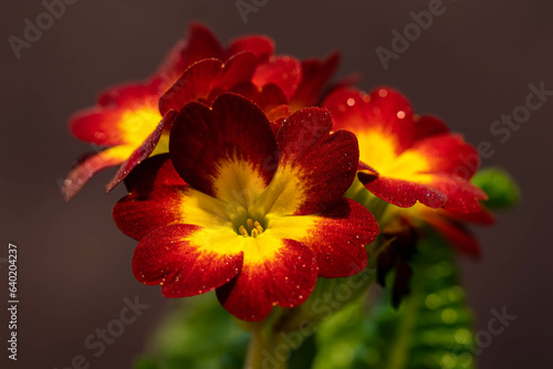 red and yellow flower