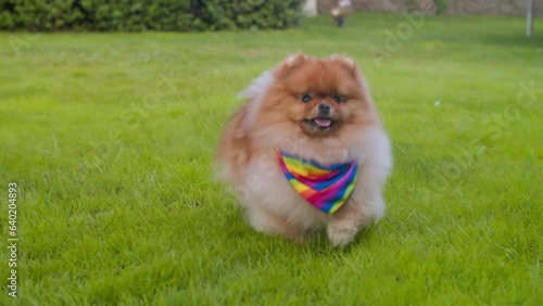Running on green grass, wearing an LGBT scarf, is a Spitz dog. 