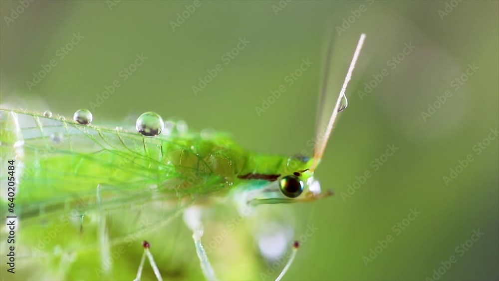 Small and rare lime green insect moving in macro video. Carnivorous plant Drosera campesis Small and rare lime green insect moving in macro video. Carnivorous plant Drosera campesis