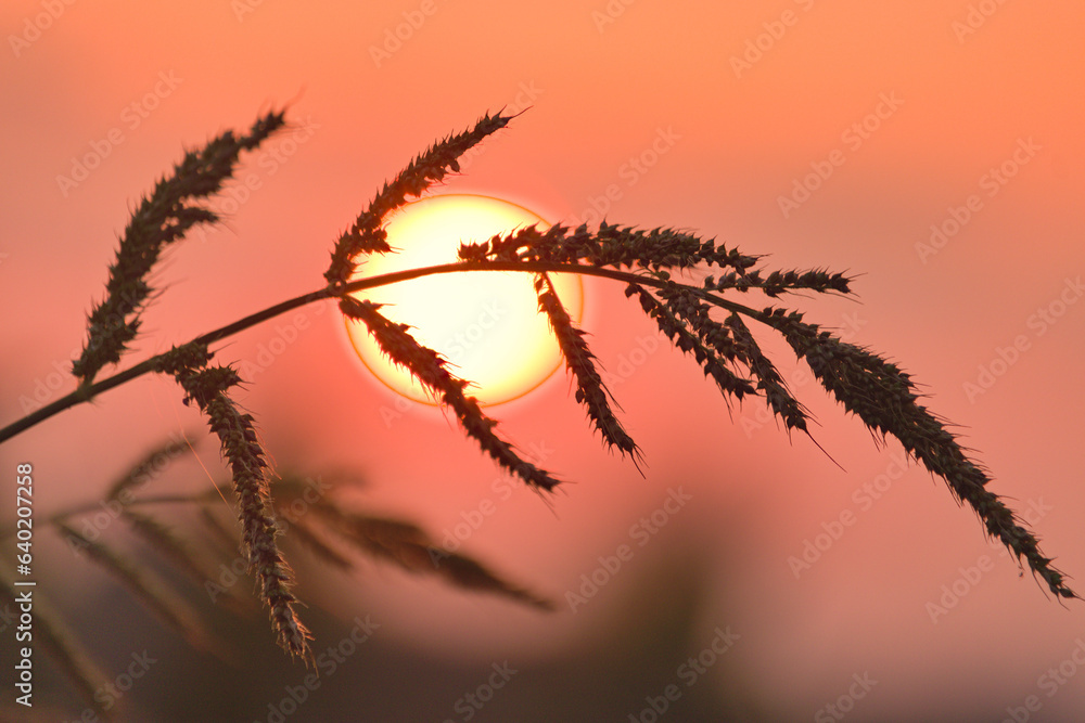 Fototapeta premium grass against the setting sun trawa na tle zachodzącego słońca
