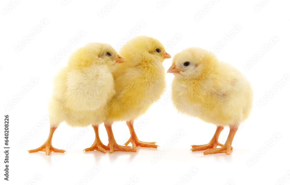 Three yellow little chickens.