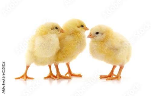 Three yellow little chickens.