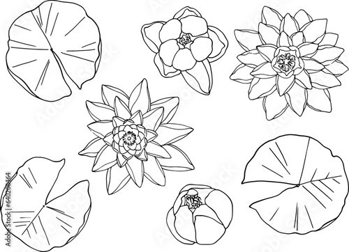 A set of water lilies with leaves, top view. Separate elements on a white background. Linear freehand drawing, vector. For high quality printing on clothing and objects. From the ZODIAC collection