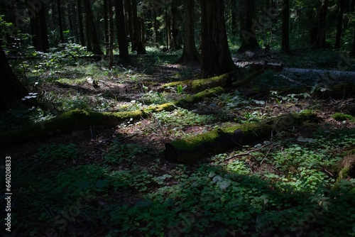 Gloomy forest trail in cloudy weather