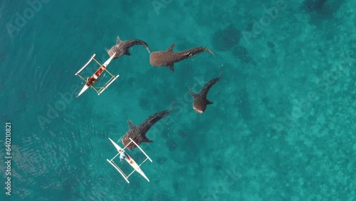 Aerial Drone footage of Whale shark swimming in ocean Oslob, Cebu, Philippines