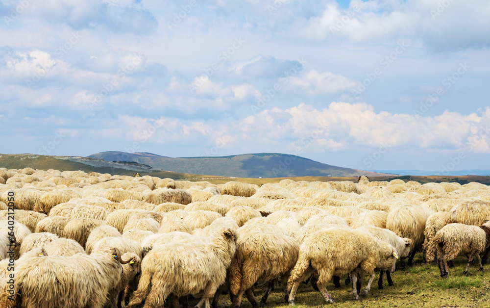 Fototapeta premium The flock of sheep in the mountains. Sheep in a beautiful mountain setting.