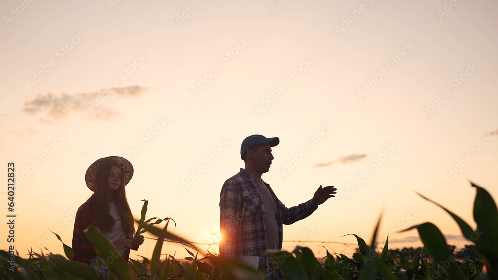 Obraz premium girl farmer working walk in irrigation a corn field. agriculture business farm concept. female farmer walk green sprouts of corn on the background lifestyle of watering irrigation