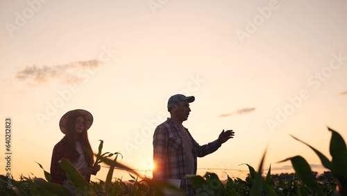 girl farmer working walk in irrigation a corn field. agriculture business farm concept. female farmer walk green sprouts of corn on the background lifestyle of watering irrigation