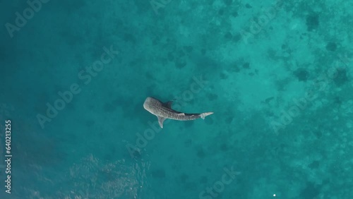 Aerial Drone footage of Whale shark swimming in ocean Oslob, Cebu, Philippines