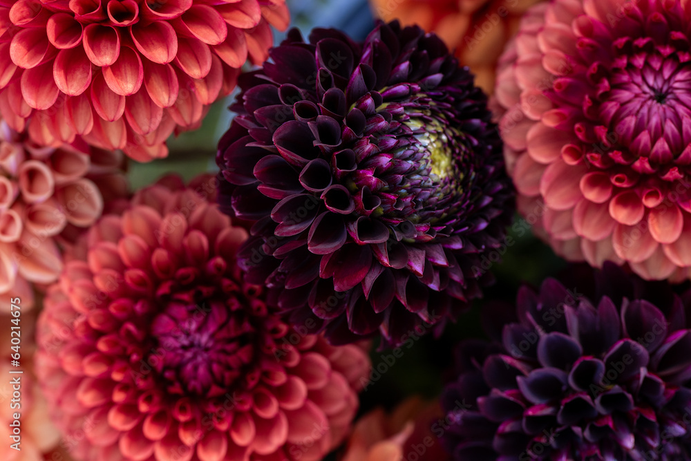 Dahlia blooms background. Colorful dahlia flowers close up. Floral background. Dahlia blooms background. Colorful dahlia flowers close up. Floral background.