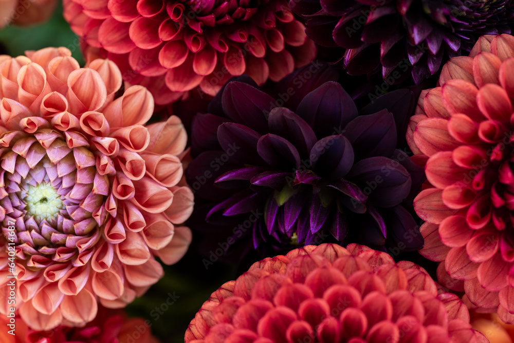 Dahlia blooms background. Colorful dahlia flowers close up. Floral background. Dahlia blooms background. Colorful dahlia flowers close up. Floral background.