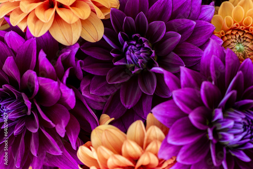 Dahlia blooms background. Colorful dahlia flowers close up. Floral background. © andreaobzerova