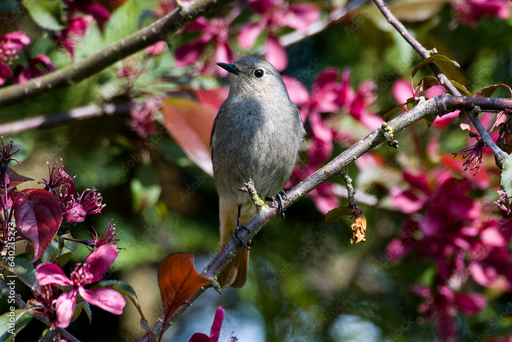 Weiblicher Hausrotschwanz (Phoenicurus ochruros) Weiblicher Hausrotschwanz (Phoenicurus ochruros)