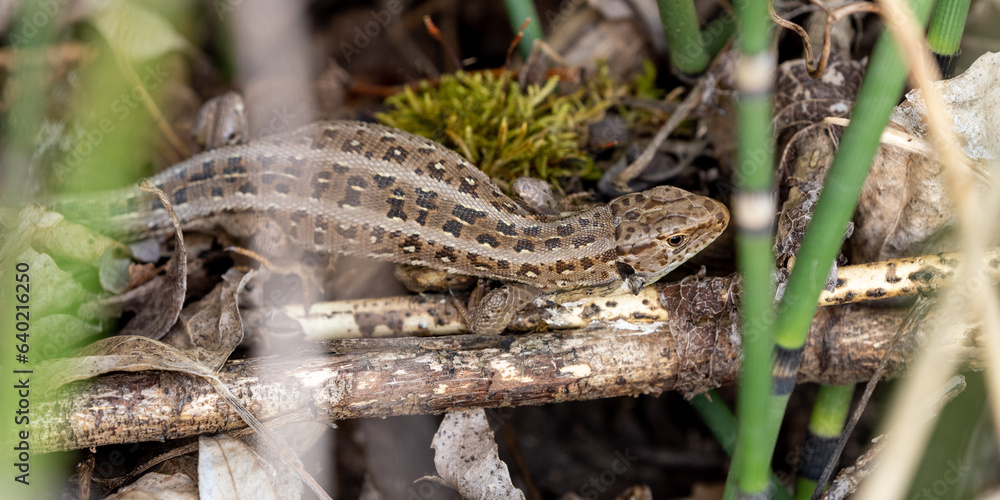 common lizard on a wood stick