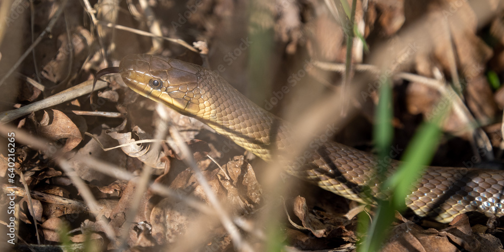 Aesculapian snake in the sunlight lying on a rock Aesculapian snake in the sunlight lying on a rock