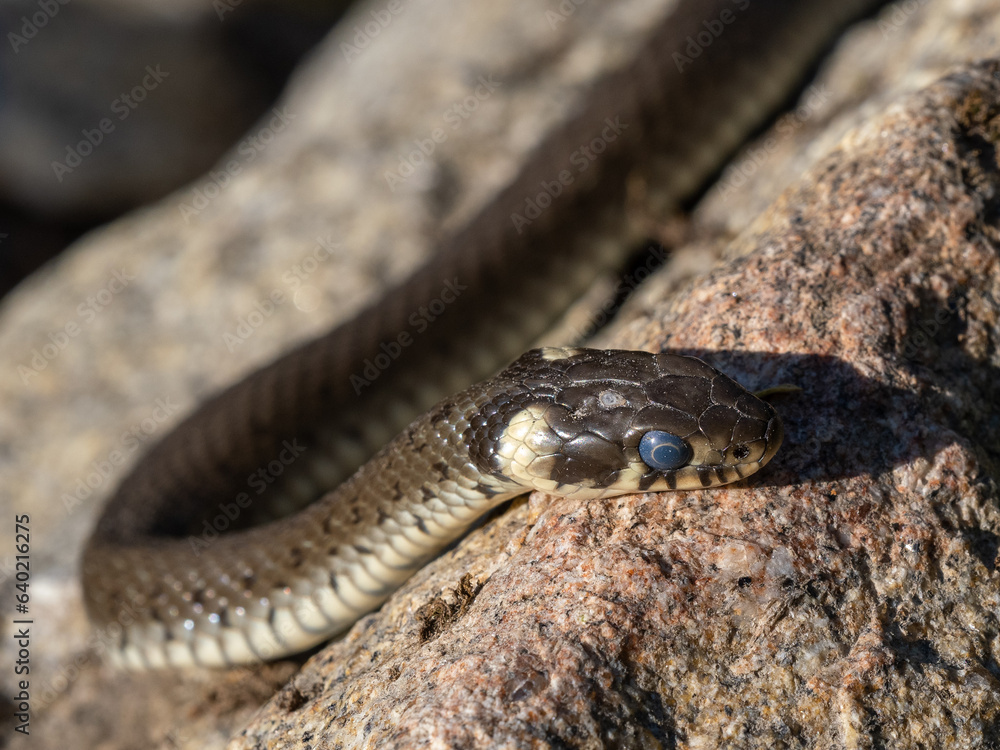 Grass snake lying on a stone in the sun Grass snake lying on a stone in the sun