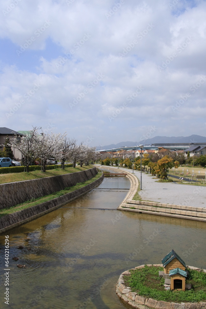 満開の桜並木がきれいな親水中央公園(兵庫県芦屋市)