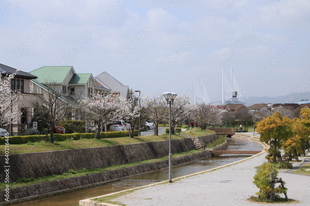満開の桜並木がきれいな親水中央公園(兵庫県芦屋市) 満開の桜並木がきれいな親水中央公園(兵庫県芦屋市)
