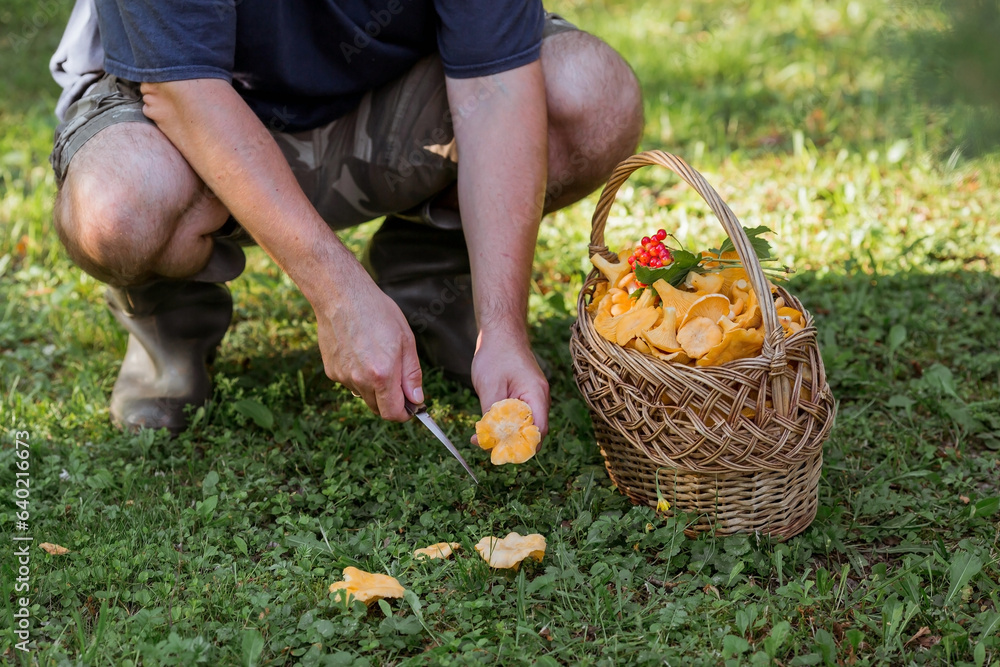 Fototapeta premium Noble, edible chanterelle mushrooms. A mushroom picker man collects chanterelles in a birch forest. Beautiful texture of nature background at dawn.