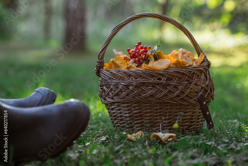 Noble  edible chanterelle mushrooms. Yellow chanterelles in a beautiful wicker basket in a birch forest. Beautiful texture of nature background.