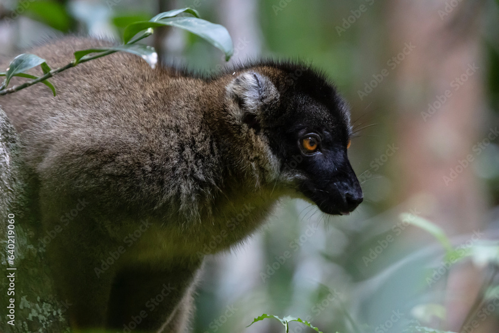 Fototapeta premium Red fronted brown lemur