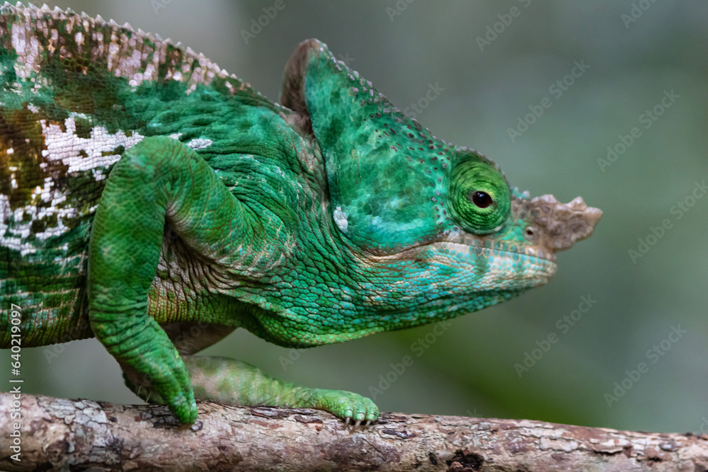 Obraz premium Parson's chameleon