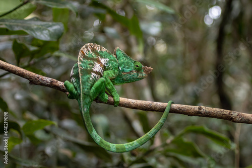 Parson's chameleon