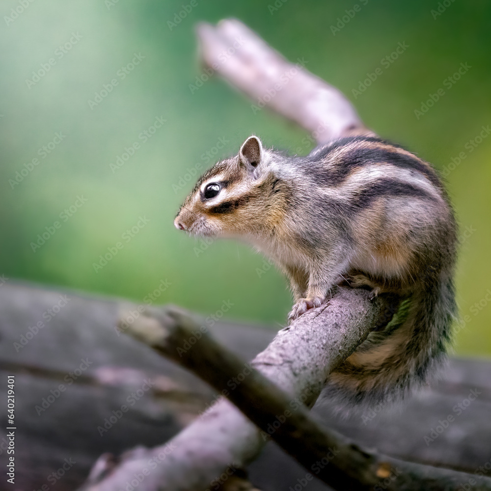Striped squirrel on a tree Striped squirrel on a tree