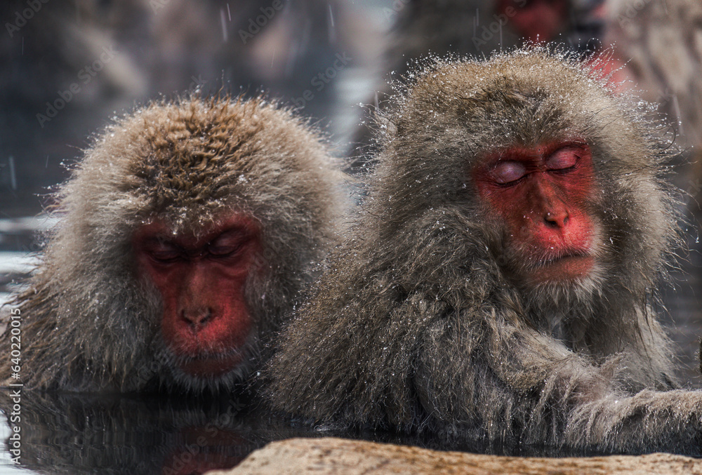 Japanese snow monkeys bathing in hot water onsen, Jigokudani Nagano Prefecture, Japan Japanese snow monkeys bathing in hot water onsen, Jigokudani Nagano Prefecture, Japan