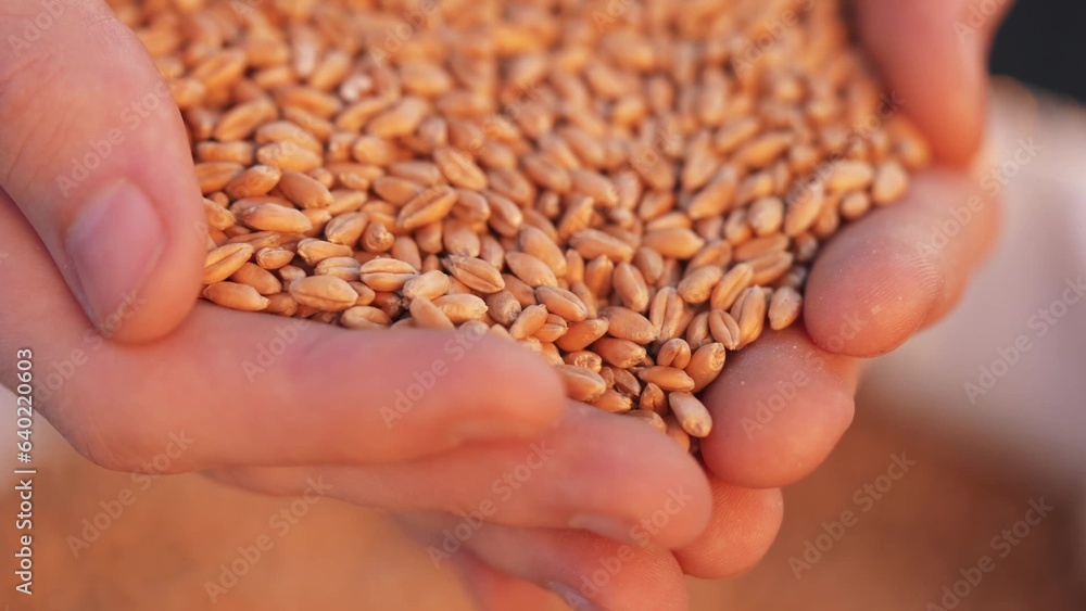 agriculture. farmer hands holding grain close-up wheat barley. business agriculture concept. the farmer inspects the harvest holds grains of wheat in his hands close-up. crop farming hard work agriculture. farmer hands holding grain close-up wheat barley. business agriculture concept. the farmer inspects the harvest holds grains of wheat in his hands close-up. crop farming hard work