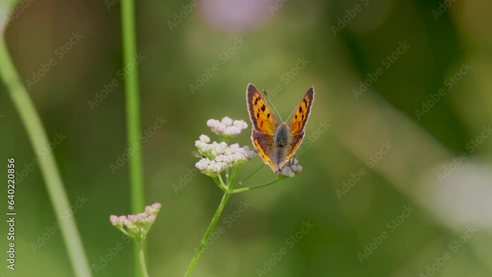 Small Copper Resting Wings Open
Small Copper Resting Wings Open