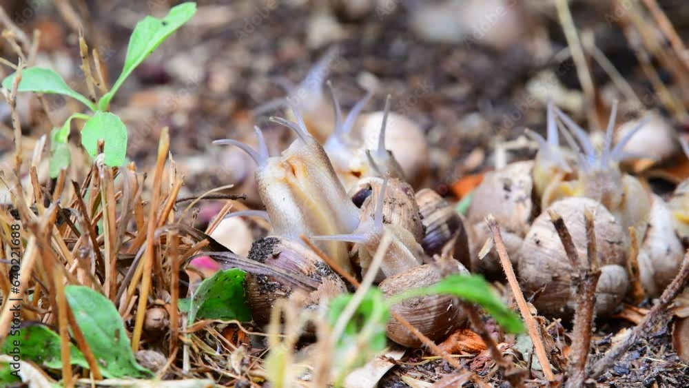 Clustered Garden Snails Engaged in Mating Rituals Under Light Rain in Southern France Clustered Garden Snails Engaged in Mating Rituals Under Light Rain in Southern France