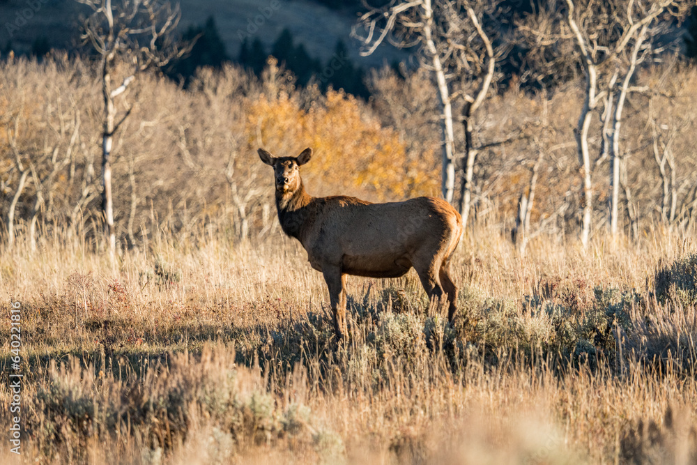 elk in the wild elk in the wild