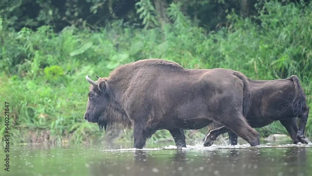 The European Bison, Wisent, Bison bonasus. Wild animal in its habitat in the Bieszczady Mountains in the Carpathians, Poland. The European Bison, Wisent, Bison bonasus. Wild animal in its habitat in the Bieszczady Mountains in the Carpathians, Poland.