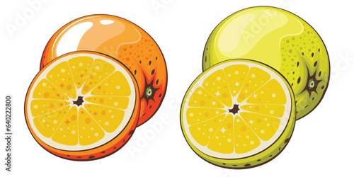 Orange isolated vector illustration. Fruits colorful illustrations isolated on white background.  Fruit collection. 