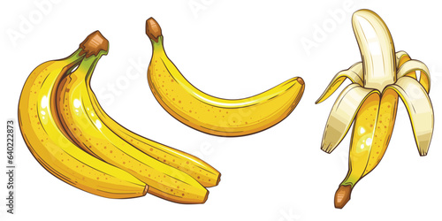 Banana isolated vector illustration. Fruits colorful illustrations isolated on white background.  Fruit collection. 