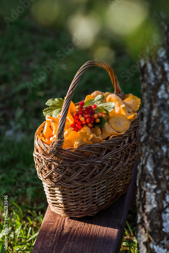 Noble  edible chanterelle mushrooms. Yellow chanterelles in a beautiful wicker basket in a birch forest. Beautiful texture of nature background.