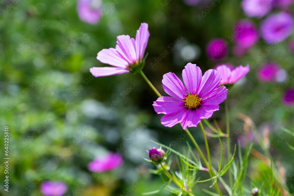 Purple cosmos flowers in the garden, beautiful summer flowers background. Purple cosmos flowers in the garden, beautiful summer flowers background.