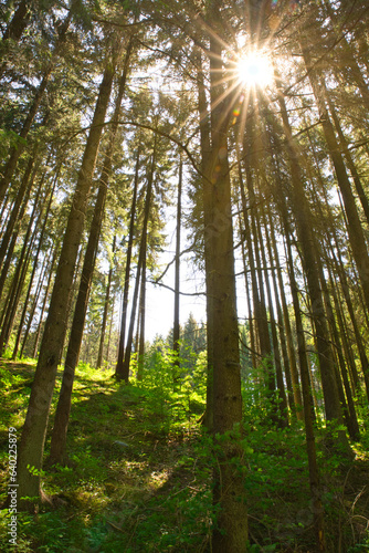 Sonnenstrahlen in einem Fichten Wald