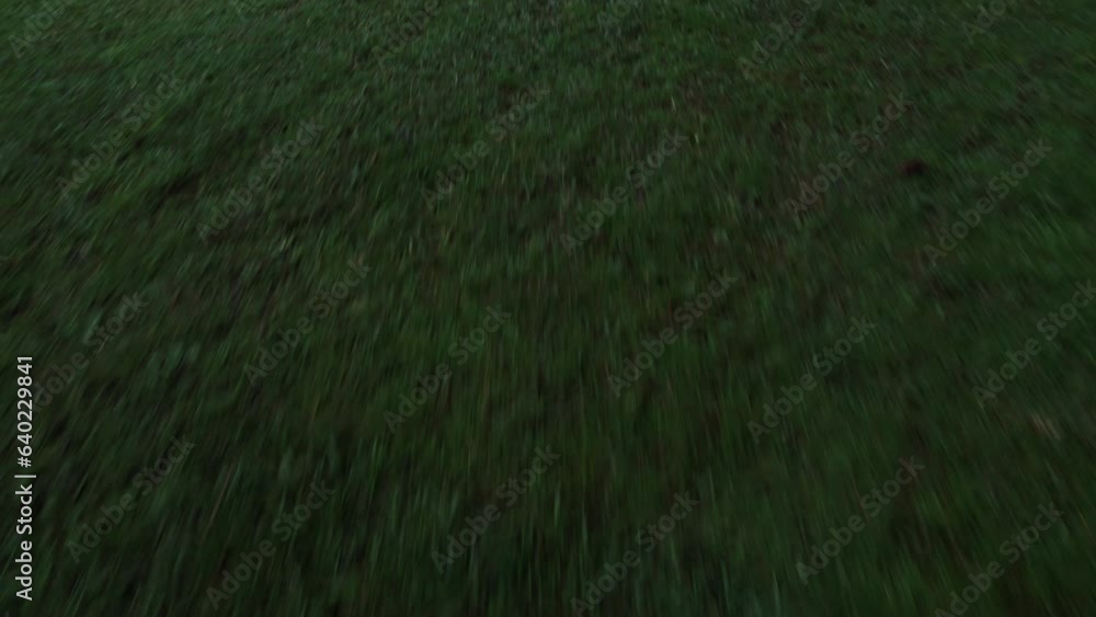Top view of drone flying over green grass field, background for text and information. Farmland and agricultural industry. Concept of nature, ecology and smart technology. Copy space Top view of drone flying over green grass field, background for text and information. Farmland and agricultural industry. Concept of nature, ecology and smart technology. Copy space